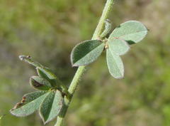 Indigofera sp7