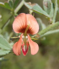 Indigofera sp7
