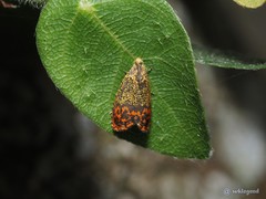 Anthozela hemidoxa