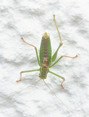 Leptophyes punctatissima