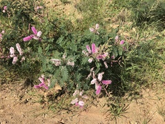 Mimosa dysocarpa