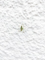 Leptophyes punctatissima