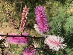 Mimosa dysocarpa