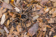 Phrixotrichus vulpinus