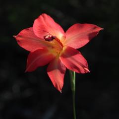 Gladiolus priorii