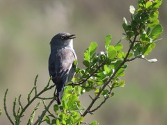 Curruca layardi layardi