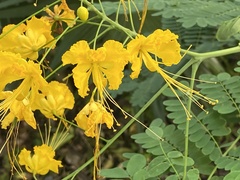 Caesalpinia pulcherrima flava