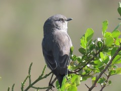 Curruca layardi layardi