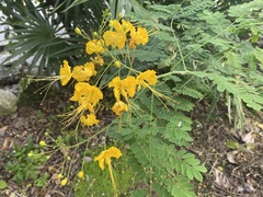 Caesalpinia pulcherrima flava