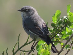 Curruca layardi layardi