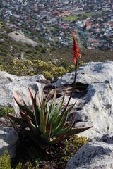 Aloe succotrina