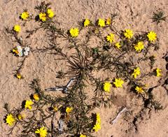 Rhynchopsidium pumilum