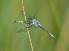 Nannothemis bella