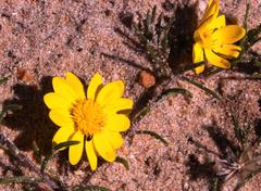 Rhynchopsidium pumilum