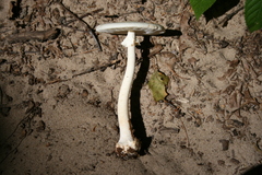 Amanita aestivalis