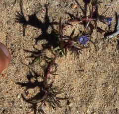 Microcodon glomeratus