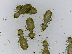 Psocodea