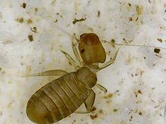 Psocodea