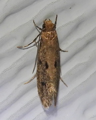 Niditinea orleansella