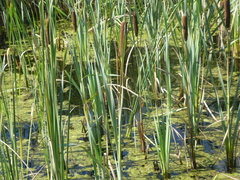 Typha latifolia