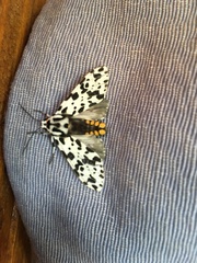 Eucereon consorta