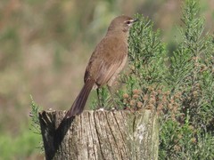 Cercotrichas coryphoeus coryphoeus