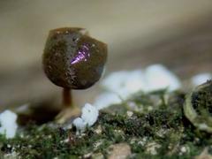 Prototrichia schroeteri