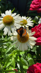 Aglais urticae