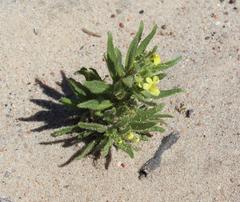 Nemesia arenifera