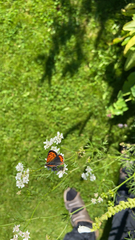 Lycaena phlaeas