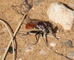 Cerotainiops abdominalis