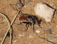 Cerotainiops abdominalis
