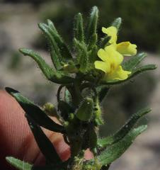 Nemesia arenifera