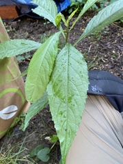 Verbesina alternifolia