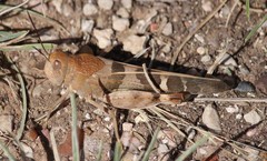 Leprus