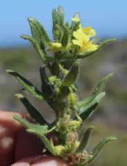 Nemesia arenifera