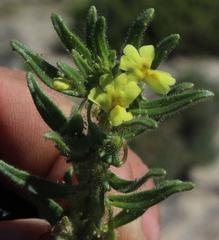 Nemesia arenifera