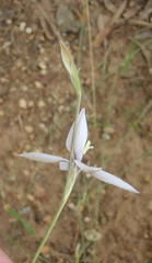 Gladiolus stellatus