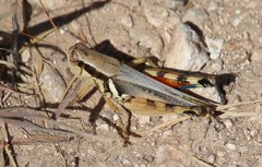 Melanoplus glaucipes