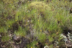 Thelesperma longipes