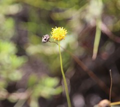 Thelesperma longipes