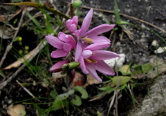 Ixia flexuosa