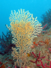 Villogorgia citrina