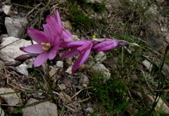 Ixia flexuosa