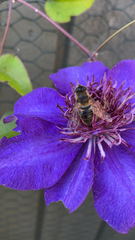Eristalis tenax