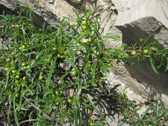 Rhamnus erythroxyloides