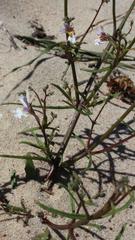 Nemesia bicornis