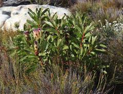 Protea