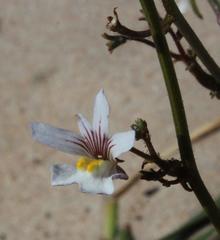 Nemesia bicornis