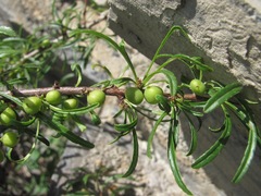 Rhamnus erythroxyloides